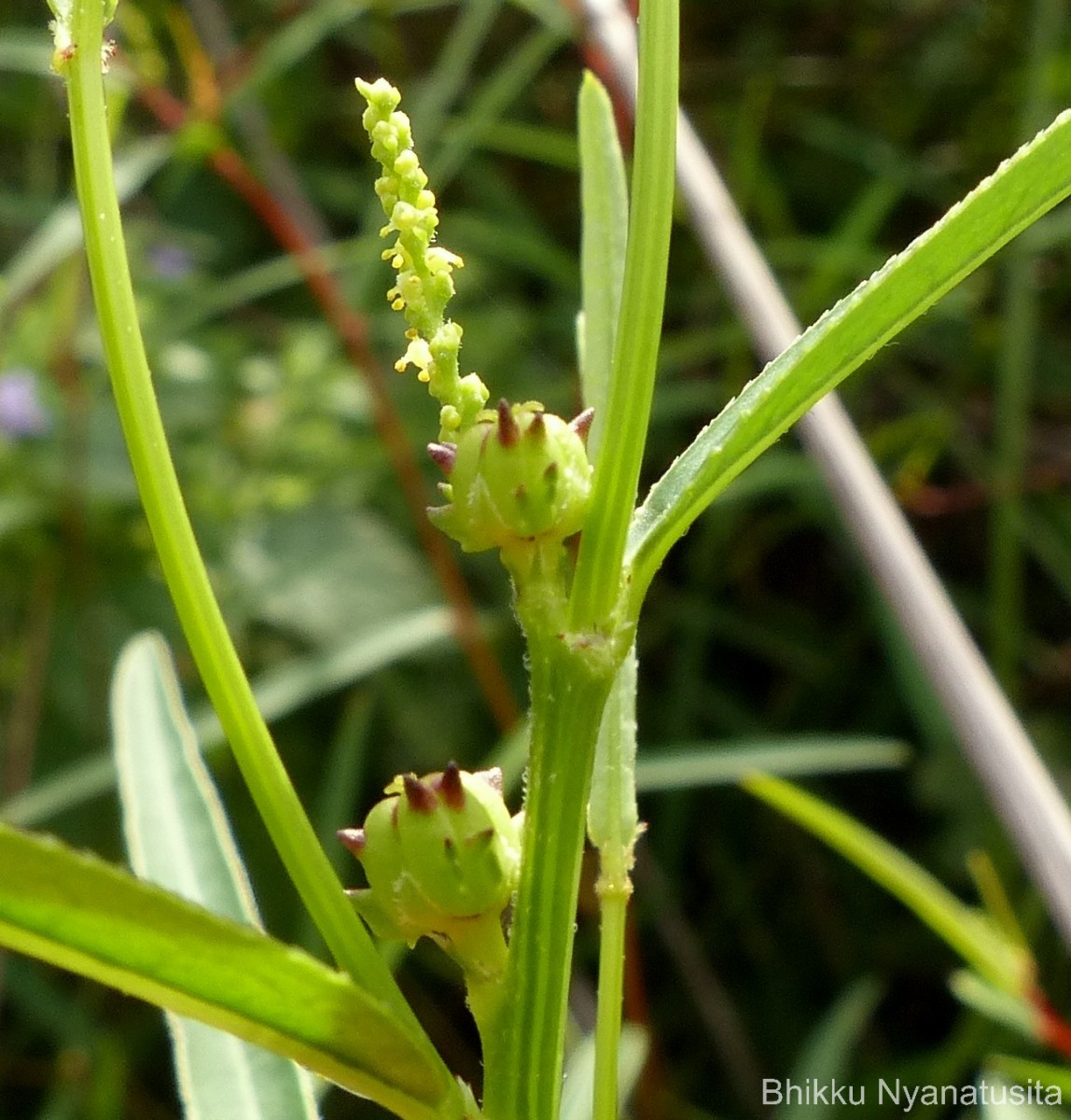 Microstachys chamaelea (L.) Müll.Arg.
